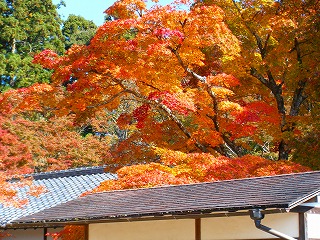 DSCF2349